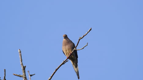 A-beige-mourning-dove-perched-on-a-leafless-treetop-against-a-blue-sky-background