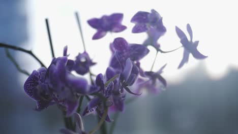 purple orchid flower by an apartment window, handheld close up
