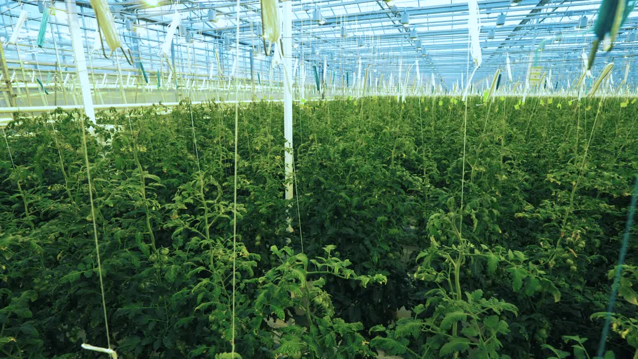 토마토 식물이 있는 큰 온실.