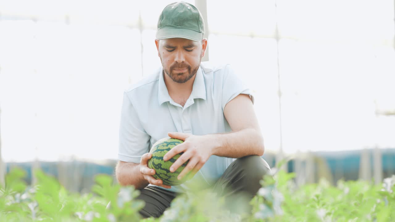 Farmer harvesting watermelon in greenhouse