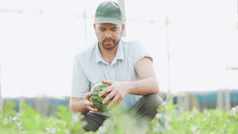 farmer harvesting watermelon in greenhouse