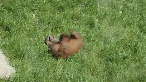 Alegre-Joven-Orangután-Jugando-Y-Rodando-Sobre-La-Hierba-Verde