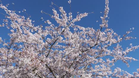 Hermosas-Flores-De-Cerezo-Recortadas-Contra-El-Cielo-Azul-En-Primavera---Christchurch,-Nueva-Zelanda