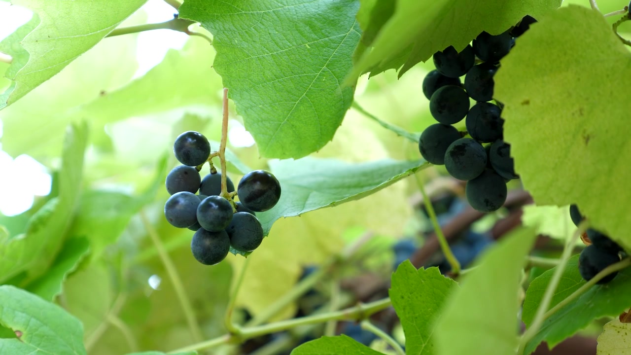Primo piano di una mano che raccoglie uva nera matura dalla vite, circondata da foglie verdi lussureggianti. Frutta fresca pronta per la raccolta nel vigneto alla luce naturale del giorno.