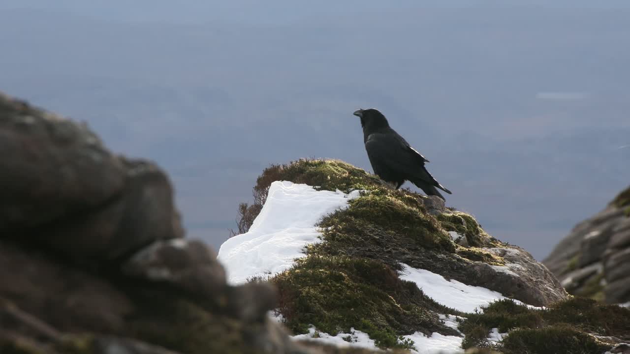 cuervo posado y llamando en la cresta de la montaña nevada, tierras altas, escocia