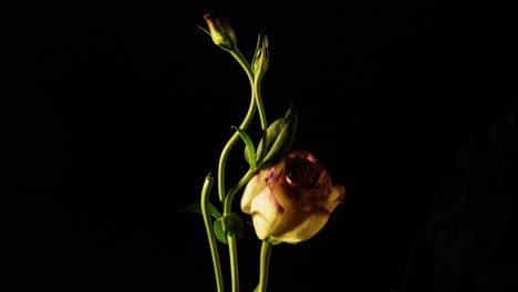 lisianthus, the peace flower, blooming with vivid soft purple and white blossoms