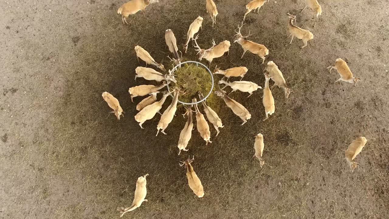 4k 사이 그룹으로 먹이를 먹고 있습니다.