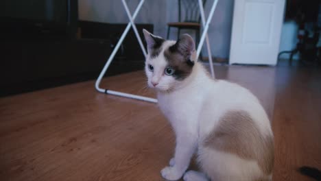 cute kitten sitting on a wooden floor