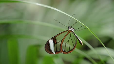 Close-up-shot-of-Glasswing-Butterfly--upside-down