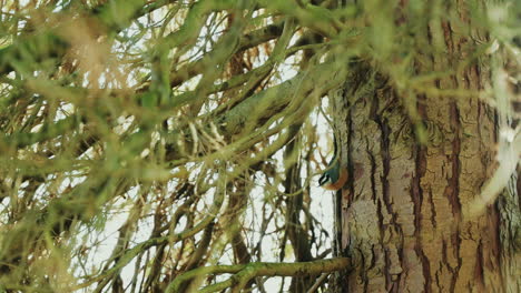 nuthatch de pecho rojo recogiendo insectos en la corteza de un árbol y comiendo, de mano