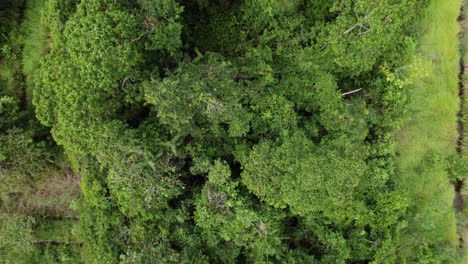 aerial: top down view over lush green jungle rainforest canopy, drone view