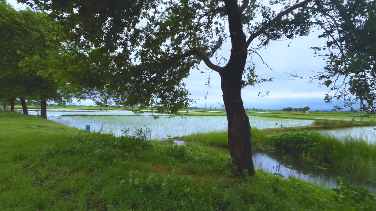 tree leaves swaying in high wind with rice paddy fields in background in rural india