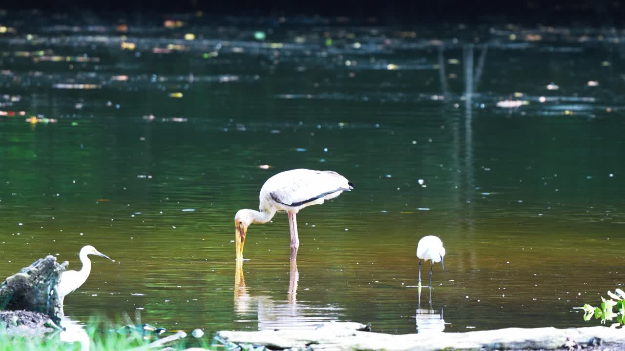 Three Milky Storks Foraging in the Wetlands - Static Shot