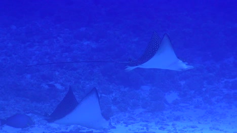 eagle rays deep off hawaii