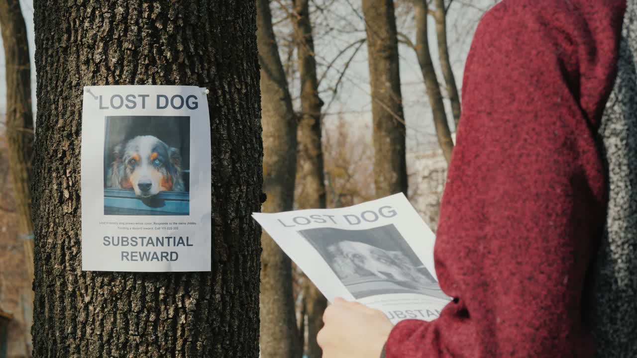 adolescente pone anuncios de perros desaparecidos