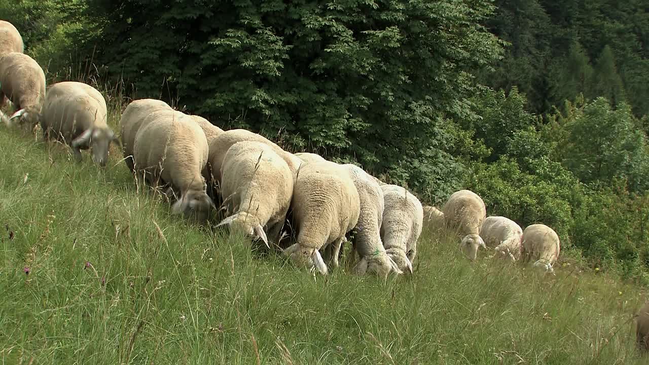 rebaño de ovejas cerca de eichstaett en altmuehltal, baviera, alemania