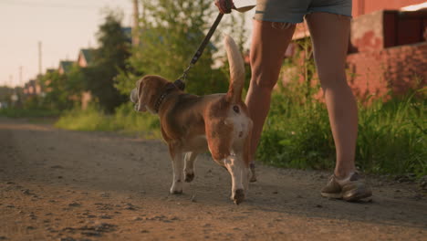 back view of pet lover walking with her dog on leash along gravel road in rural area, dog happily wagging tail, background featuring greenery, building, and electric poles in distance