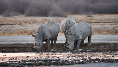 white rhinoceros drinking at the water hole in khama rhino sanctuary, botswana on a sunset - medium shot