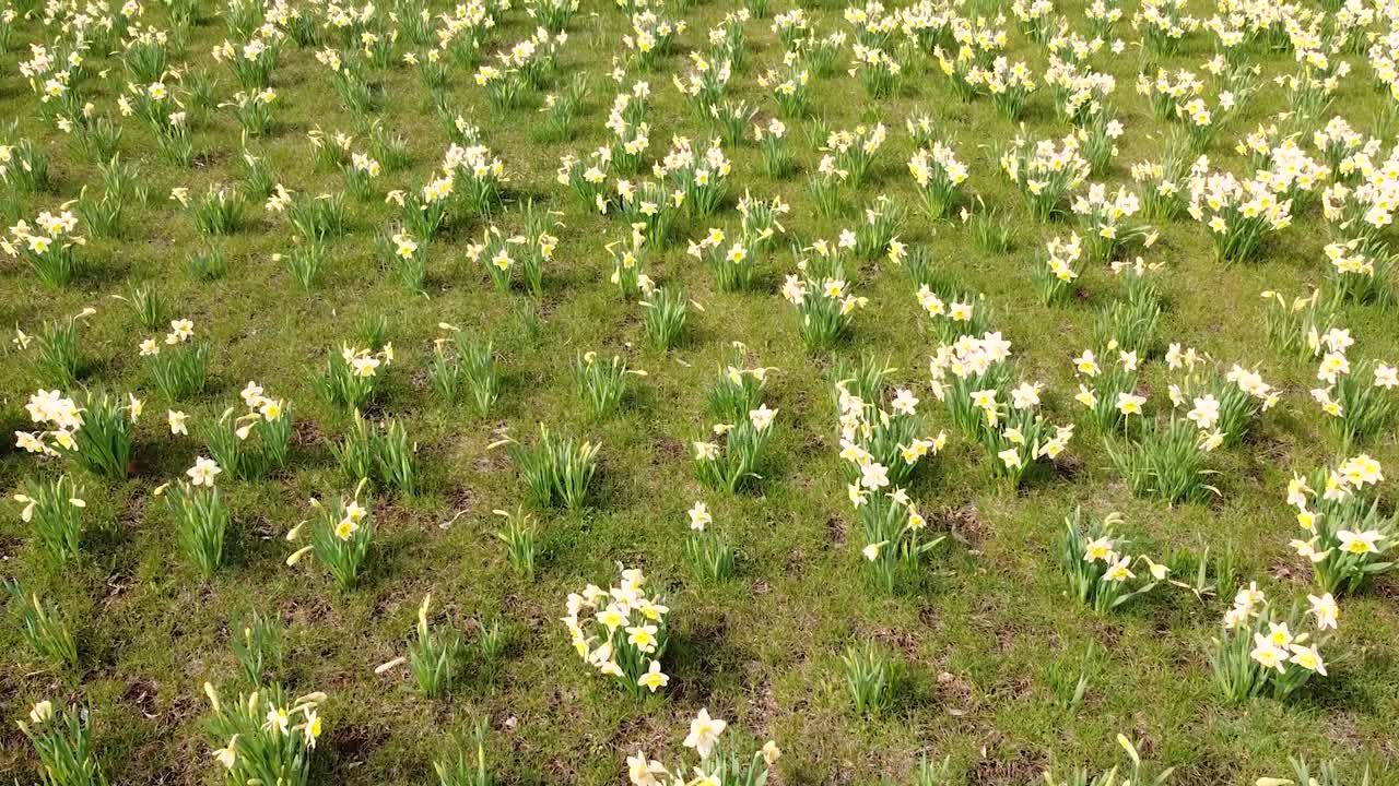 가까운 공중 드론 뷰에서 가벼운 바람에 수선화의 바다