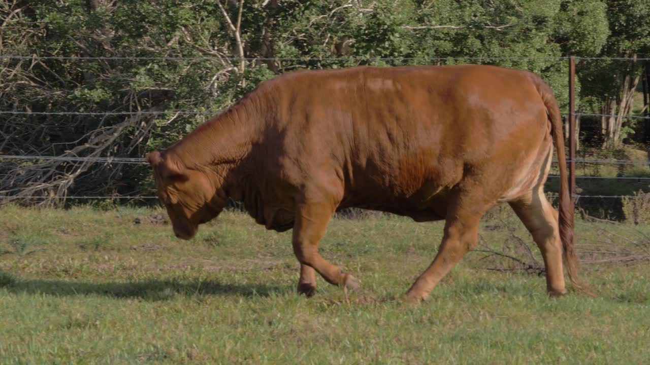 커럼빈 계곡의 들판을 걷고 있는 droughtmaster