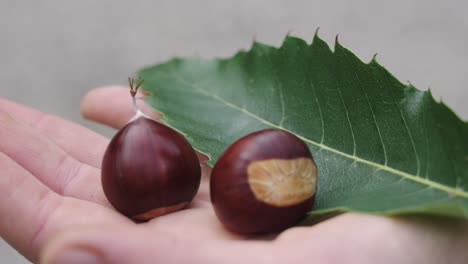 two chestnuts and a green leaf held on hand