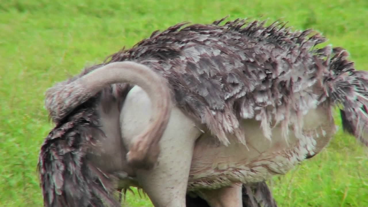 타조는 머리를 거꾸로 하고 몸을 가다듬는다