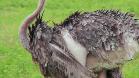 an ostrich preens itself with his head upside down