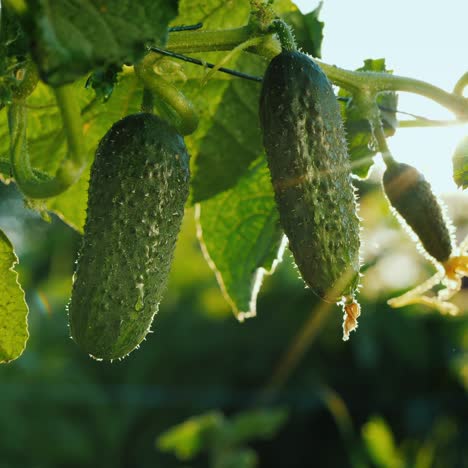 Los-Pepinos-Maduran-Al-Sol-1