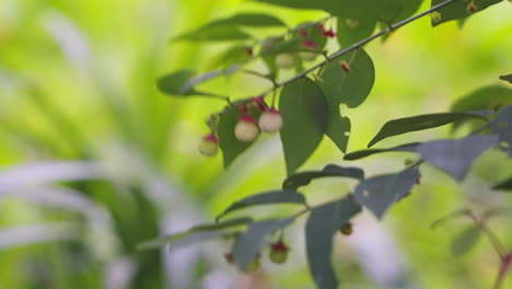 Swaying-Wild-Star-Gooseberry-in-the-Wind