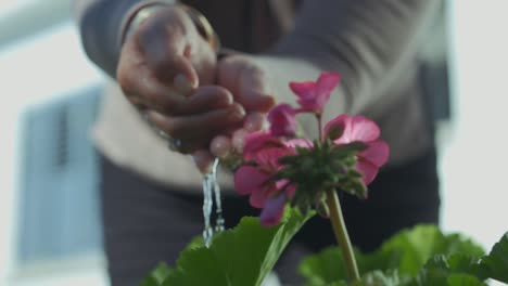 Woman-waters-pink-flower-using-her-hands-in-slow-motion