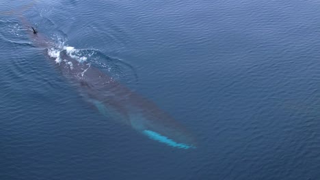 Amazing-overhead-view-as-the-2nd-largest-Whale-swims-just-under-calm-ocean-waters-in-the-Pacific-Ocean-near-Dana-Point,-CA