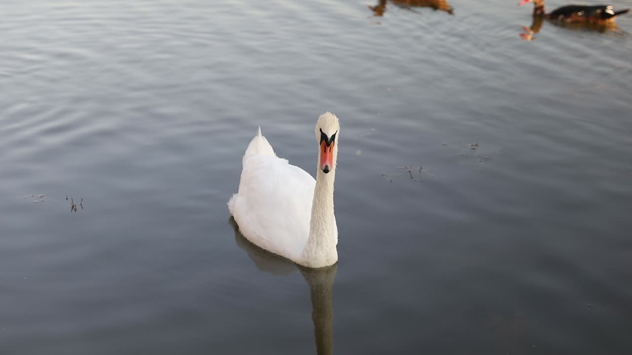 cisne blanco nadando en el lago