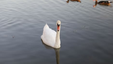 Cisne-Blanco-Nadando-En-El-Lago