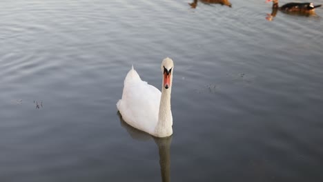 Weißer-Schwan-Schwimmt-Im-See