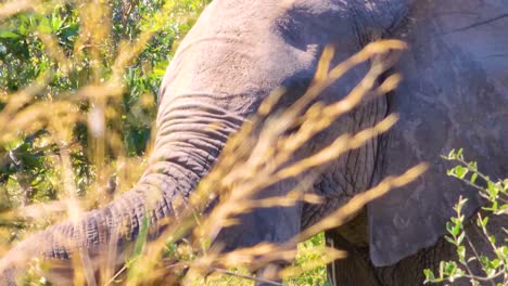 elefante comiendo hierba en la jungla