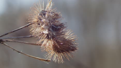 detail of dried thistles flowering plant in shallow focus - close up shot