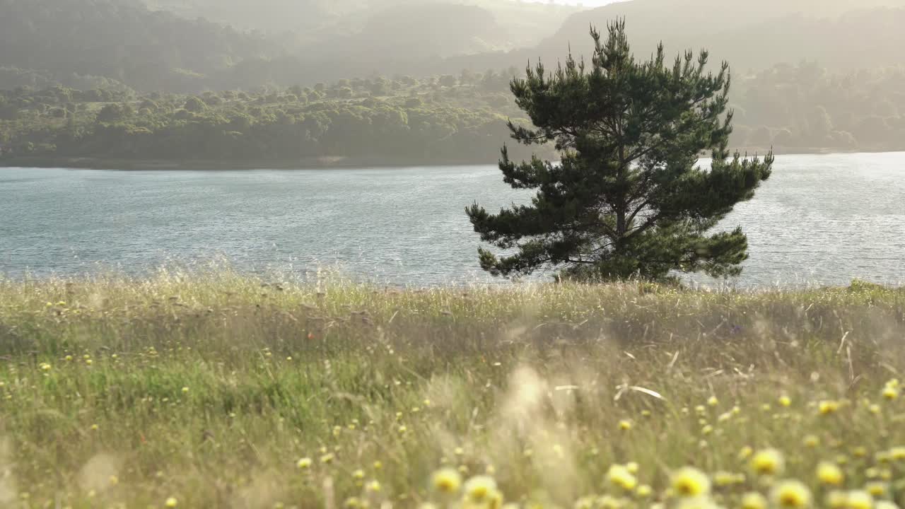 hermoso paisaje con un árbol y un lago