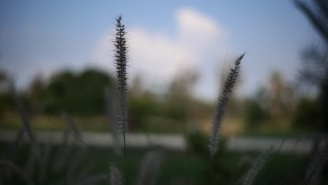 close-up of pennisetum pedicellatum grass