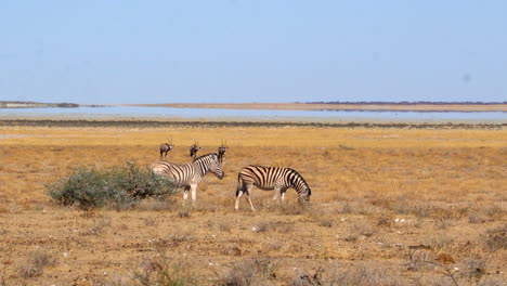 zebras in etosha national park