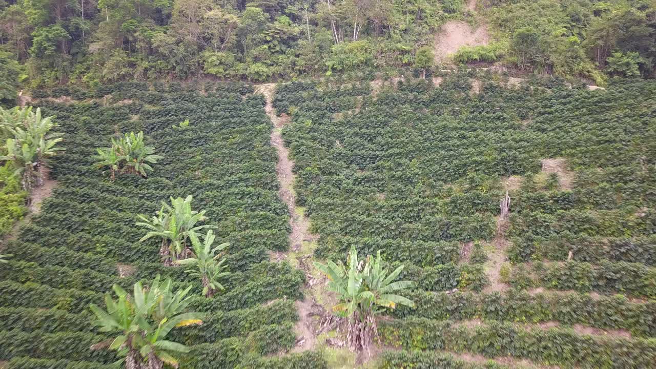 Coffee plantation in the Bolivian mountain jungle