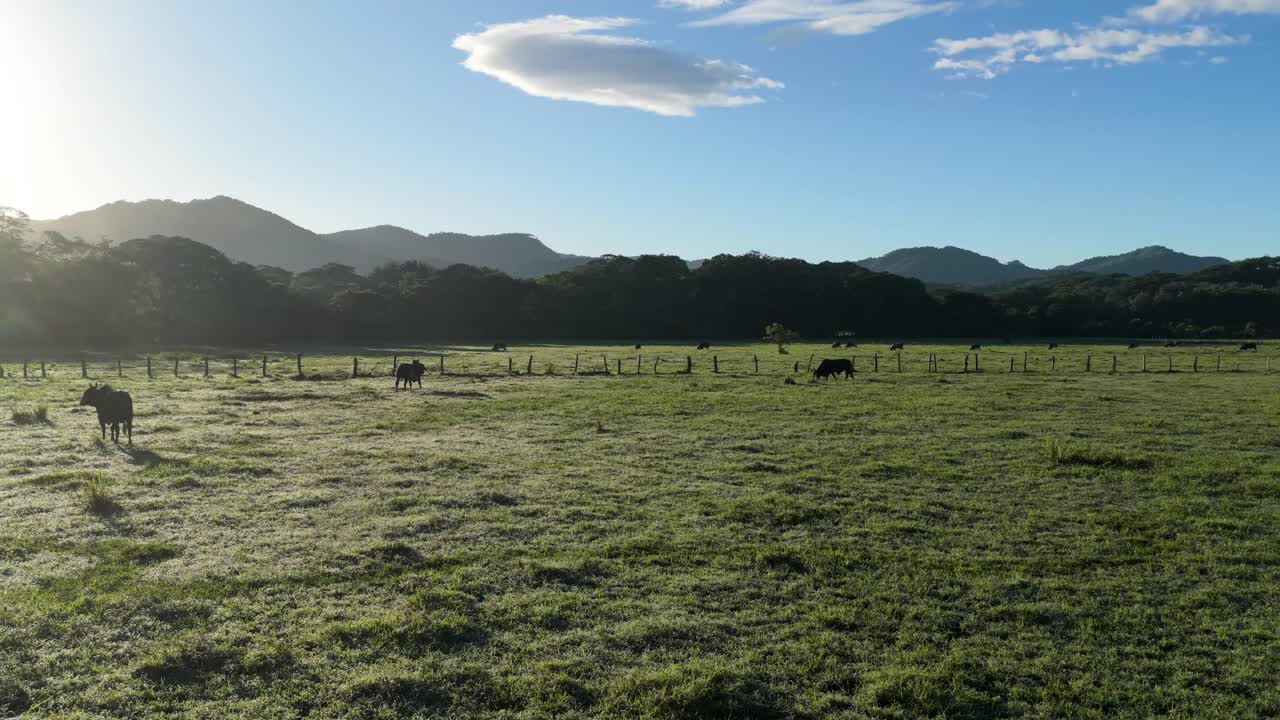 Vacas Pastando em uma Pastagem Verde Orvalhada com Montanhas ao Nascer do Sol
