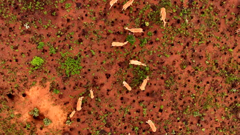 impalas and young moving across red soil with green plants outdoors, aerial view