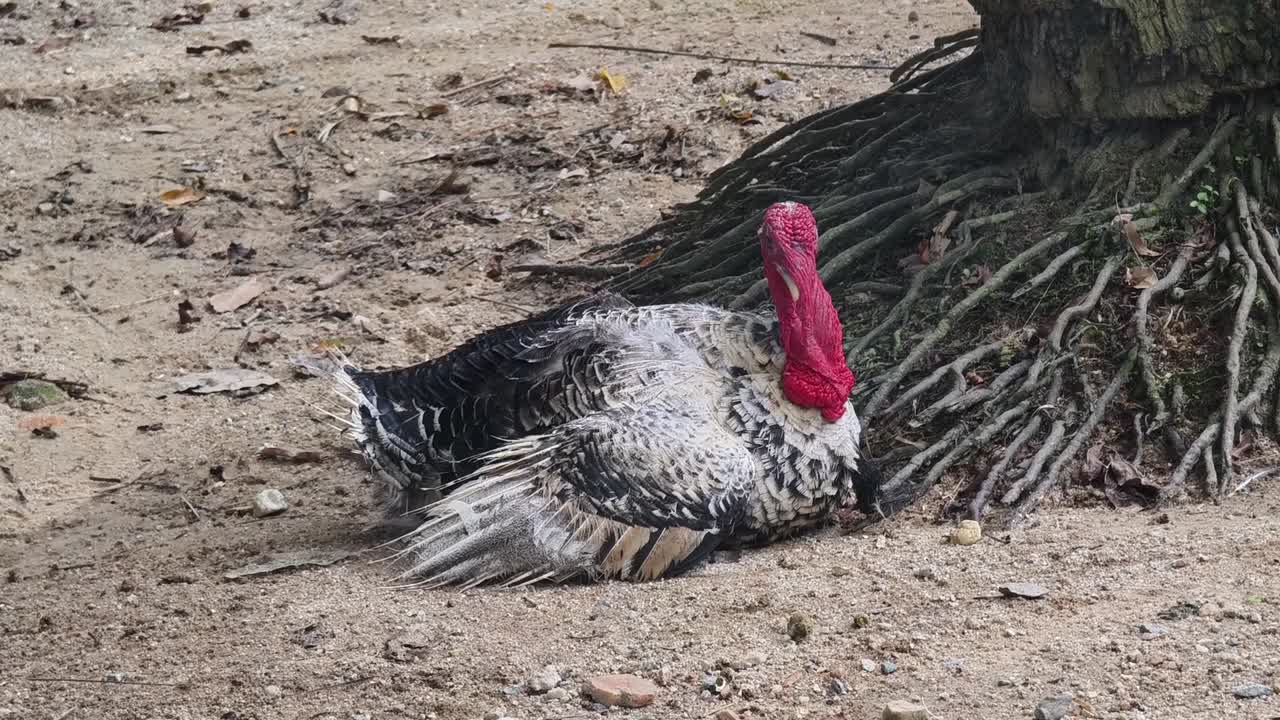 Turkey resting under tree