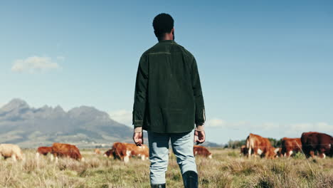 Cattle,-farm-and-woman-walk-with-cows