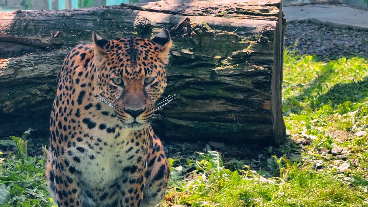 Kütüğün yanında oturan yetişkin leopar yakın çekim portresi. Yeşil çim üzerinde doğal ışıklandırmayla bıyıklarını ve baş detaylarını gösteren benekli etoburun önden görünümü.