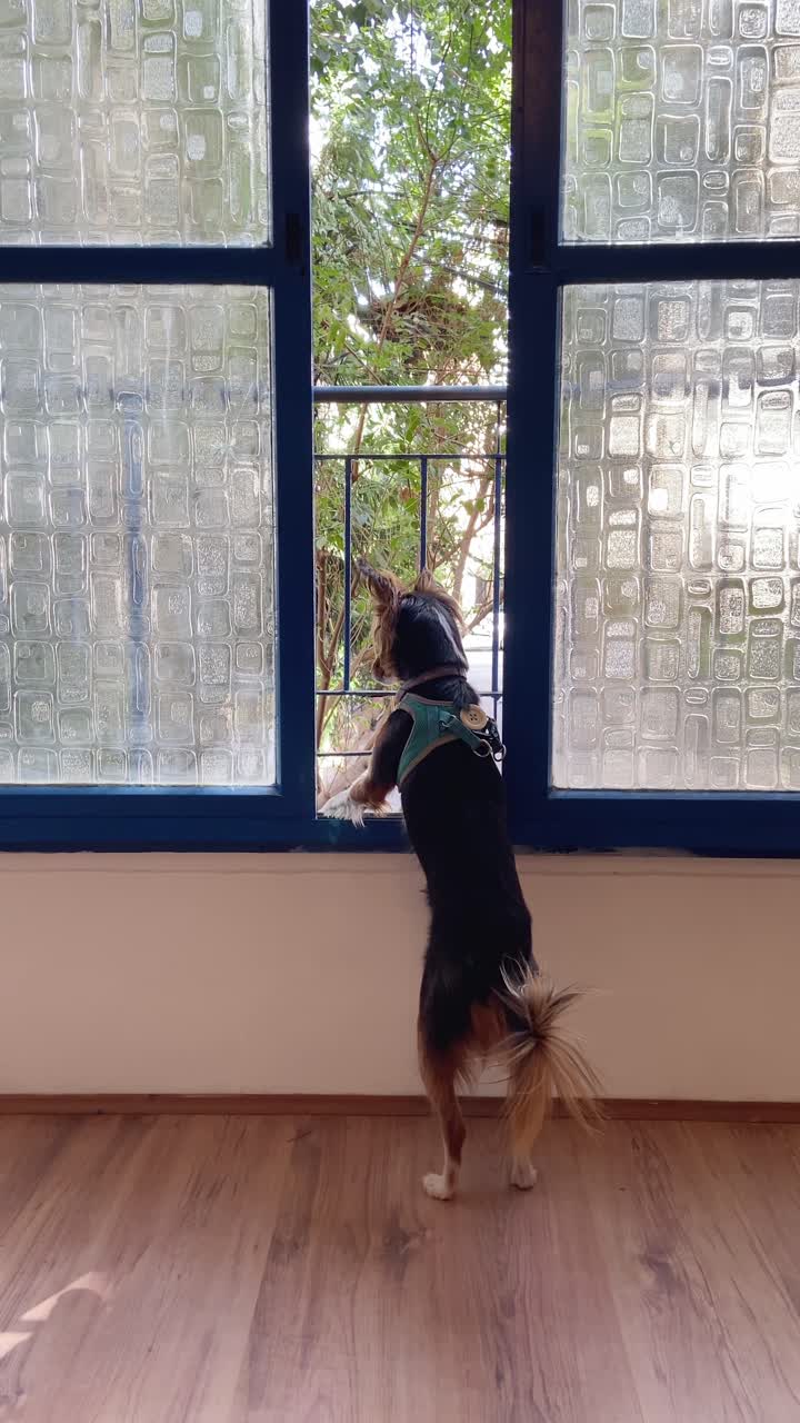 Small cute dog standing by apartment window looking and watching the street outside. Curious canine pet guarding home protecting and searching. Funny furry dog on guard