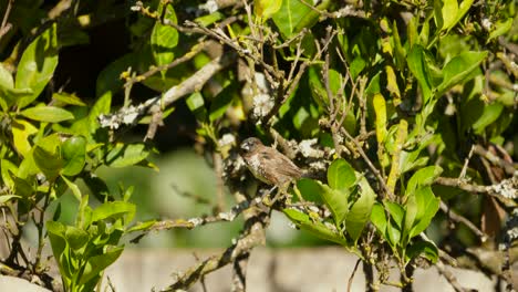 Bronze-Mannikin-bird-perched-on-an-orange-tree-in-the-garden