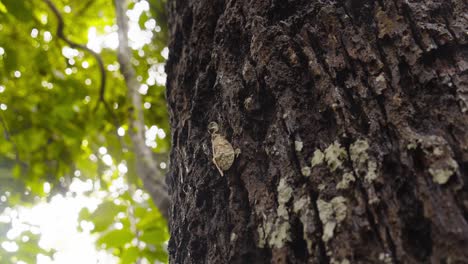 Wide-shot-of-a-lantern-Bug-fulgora-Lanternaria-climbing-up-the-tree-as-lens-flares-due-to-the-sun-rays-from-the-canopy