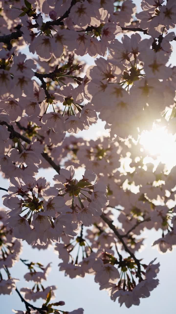 Low-angle shot of cherry blossoms against the sun, creating a serene and dreamy atmosphere