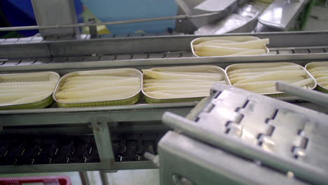 white asparagus canning process on a production line